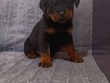 Koca Kafa Rottweiler Yavruları 