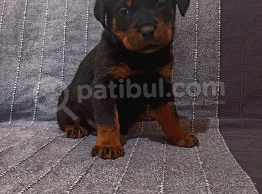 Koca Kafa Rottweiler Yavruları  görsel