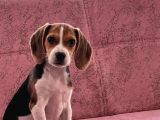 Orji̇nal Beagle Yavrularücretsi̇z Deği̇ldi̇r