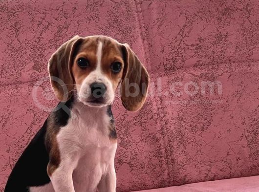 Orji̇nal Beagle Yavrularücretsi̇z Deği̇ldi̇r görsel