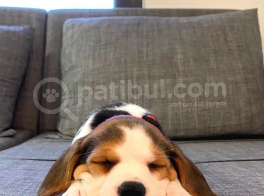 Orji̇nal Beagle Yavrularücretsi̇z Deği̇ldi̇r görsel
