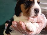 Orji̇nal Beagle Yavrularücretsi̇z Deği̇ldi̇r