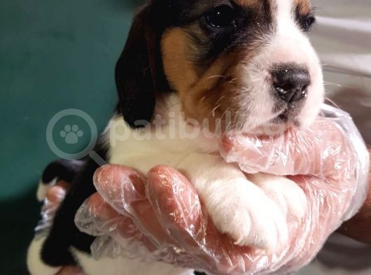Orji̇nal Beagle Yavrularücretsi̇z Deği̇ldi̇r görsel