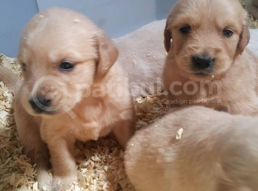 Orji̇nal Golden Yavrular Ücretsi̇z Deği̇ldi̇r görsel