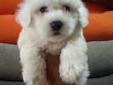 Orji̇nal Maltese Yavrular