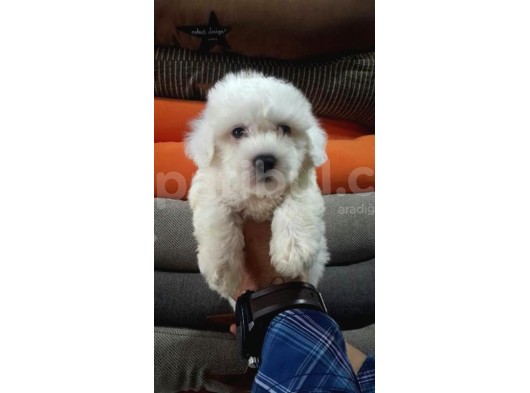 Orji̇nal Maltese Yavrular görsel