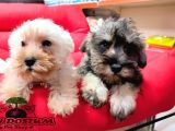 Orji̇nal Schnauzer Yavrular Ücretsi̇z Deği̇ldi̇r