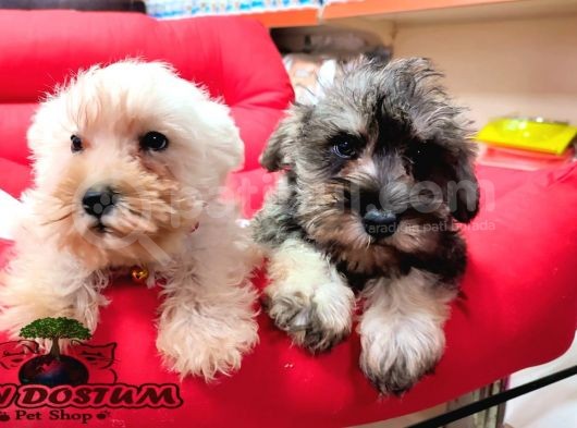 Orji̇nal Schnauzer Yavrular Ücretsi̇z Deği̇ldi̇r görsel