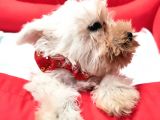 Orji̇nal Schnauzer Yavrular Ücretsi̇z Deği̇ldi̇r