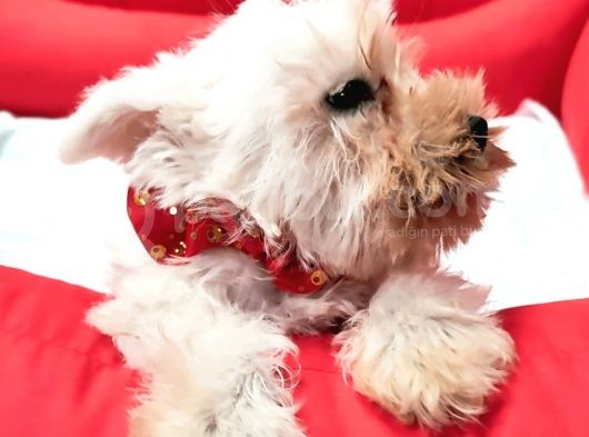 Orji̇nal Schnauzer Yavrular Ücretsi̇z Deği̇ldi̇r görsel