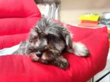 Orji̇nal Schnauzer Yavrular Ücretsi̇z Deği̇ldi̇r
