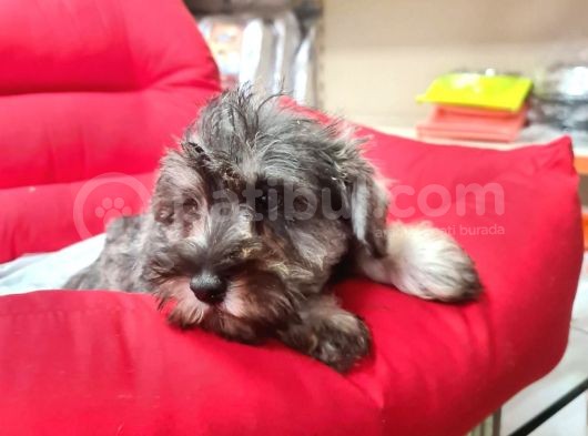 Orji̇nal Schnauzer Yavrular Ücretsi̇z Deği̇ldi̇r görsel