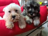 Orji̇nal Schnauzer Yavrular Ücretsi̇z Deği̇ldi̇r