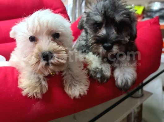 Orji̇nal Schnauzer Yavrular Ücretsi̇z Deği̇ldi̇r görsel