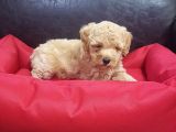 ORJİNAL MALTİPOO YAVRULARÜCRETSİZ DEĞİLDİR