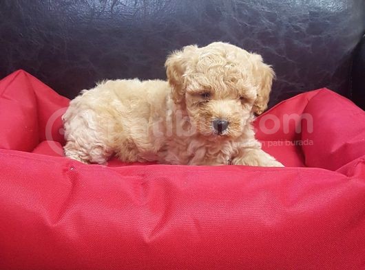Orji̇nal Malti̇poo Yavrularücretsi̇z Deği̇ldi̇r