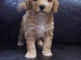 Orji̇nal Malti̇poo Yavrularücretsi̇z Deği̇ldi̇r