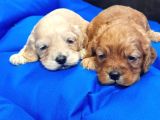 Orji̇nal Cockapoo Yavrular