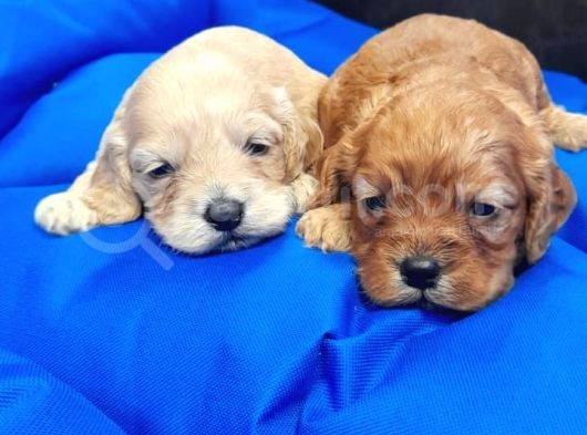 Orji̇nal Cockapoo Yavrular görsel