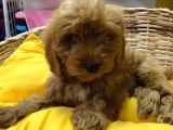 Orji̇nal Cockapoo Yavrular