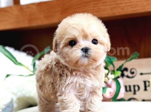 Teady Bear Kore Kani̇ Toy Poodle Yavrulari̇mi̇z görsel