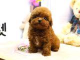 Gerçek Kore Kani Toy Poodle Yavrulari̇mi̇z 