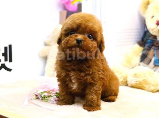 Gerçek Kore Kani Toy Poodle Yavrulari̇mi̇z  görsel
