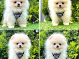 Show Kalite Pomeranian Boo Yavrular