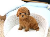 Show Düzey Toy Poodle Yavrularimiz