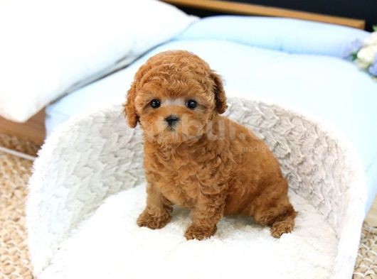 Show Düzey Toy Poodle Yavrularimiz görsel