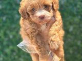 Küçük maltipoo yavrum