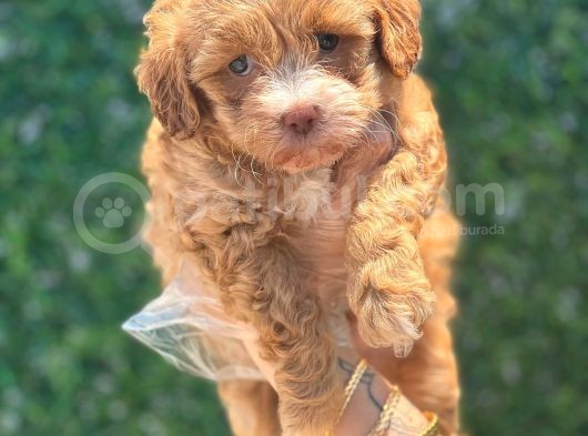 Küçük Maltipoo Yavrum