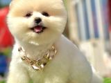 Teddy Face Boo Pomeranian Yavrular