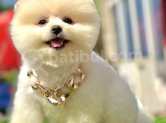 Teddy Face Boo Pomeranian Yavrular görsel