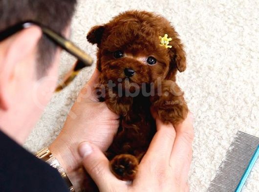 Bi̇blo Gi̇bi̇ Kore Kani Toy Poodle Yavrular görsel