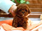 Toy Poodle Bebekleri̇mi̇z