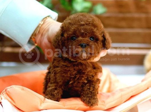 Toy Poodle Bebekleri̇mi̇z görsel