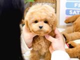 ÜST KALITE AKILLI TOY POODLE BEBEKLER