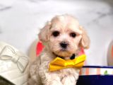 Dizayn Irk Sevimli Maltipoo Yavrular