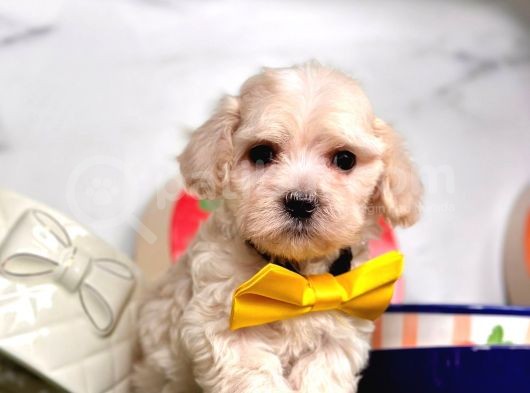 Dizayn Irk Sevimli Maltipoo Yavrular görsel