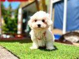 Mini Güzel Maltese Bebekler
