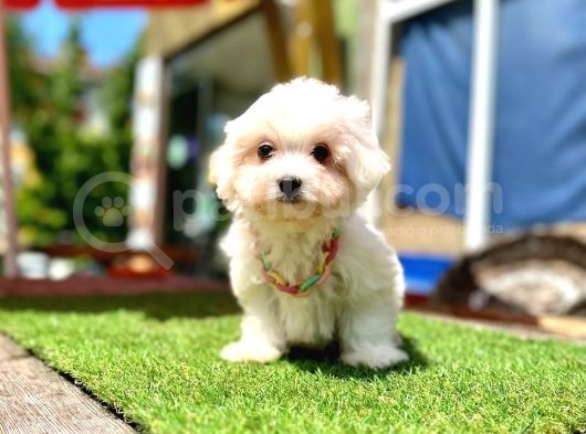 Mini Güzel Maltese Bebekler görsel