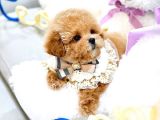 Bebek Yüzlü Toy Poodle Bebeklerimiz