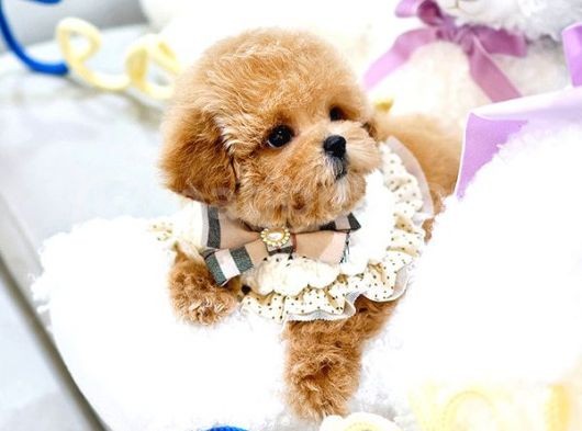 Bebek Yüzlü Toy Poodle Bebeklerimiz görsel