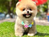 Ayıcık Surat Pomeranian Yavrular