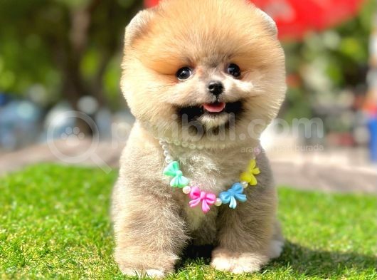 Ayıcık Surat Pomeranian Yavrular görsel