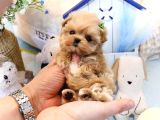 SAGLIK VE İRK GARANTİLİ TOY POODLE YAVRULARIMIZ
