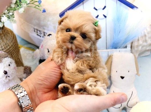 Saglik Ve İrk Garanti̇li̇ Toy Poodle Yavrularimiz