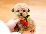 Oyuncu Show Kalite Toy Poodle Bebekler