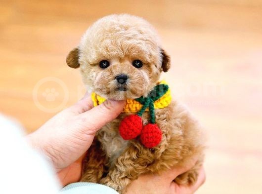 Oyuncu Show Kalite Toy Poodle Bebekler görsel